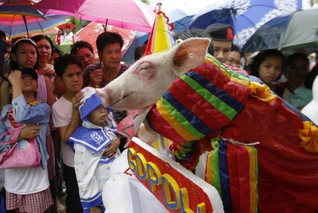 Disguised pigs (7 pics)